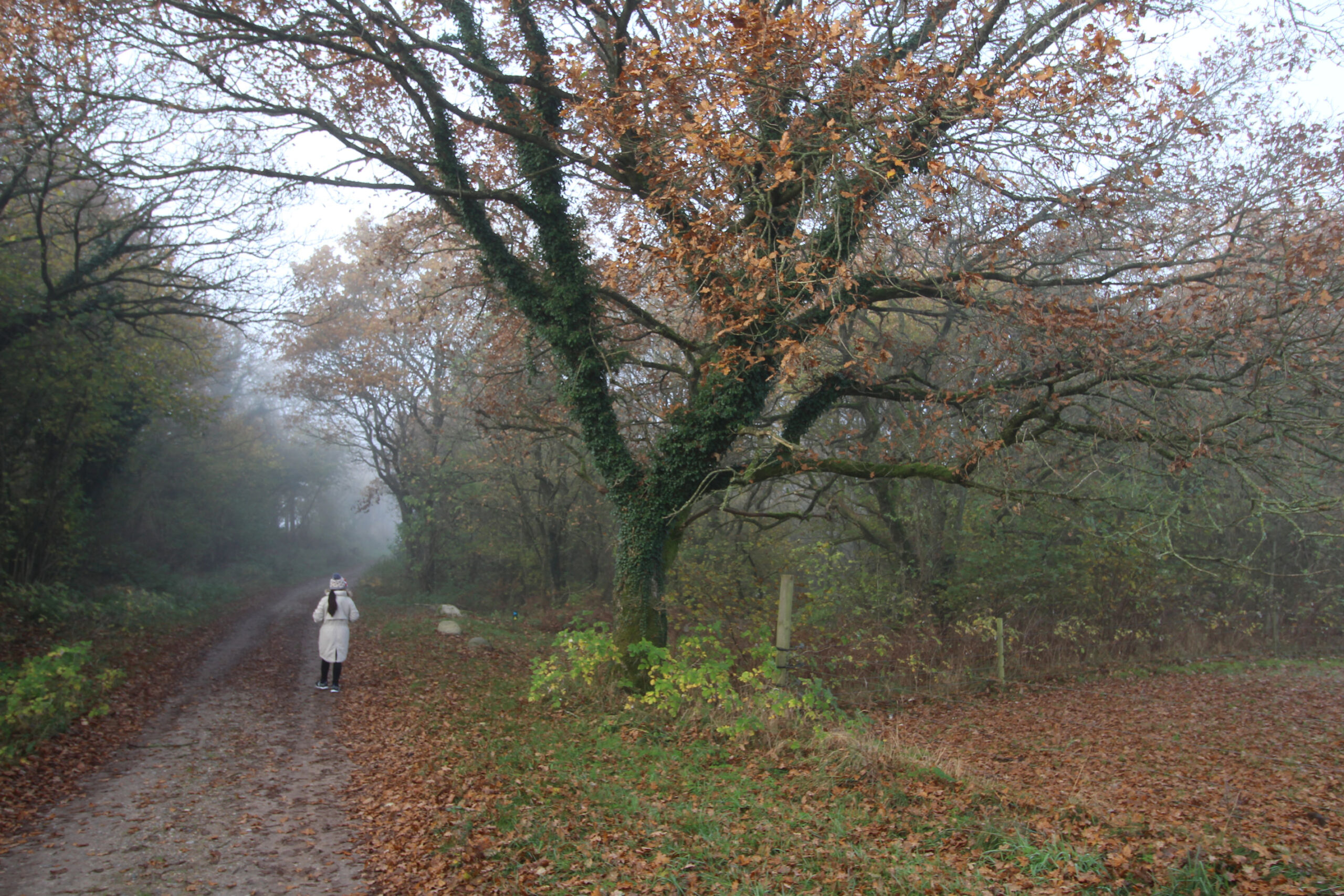Udefra ligner det bare et almindeligt krat, men hvis man går ind til højre, der hvor personen går, træder man ind i en helt ny verden.