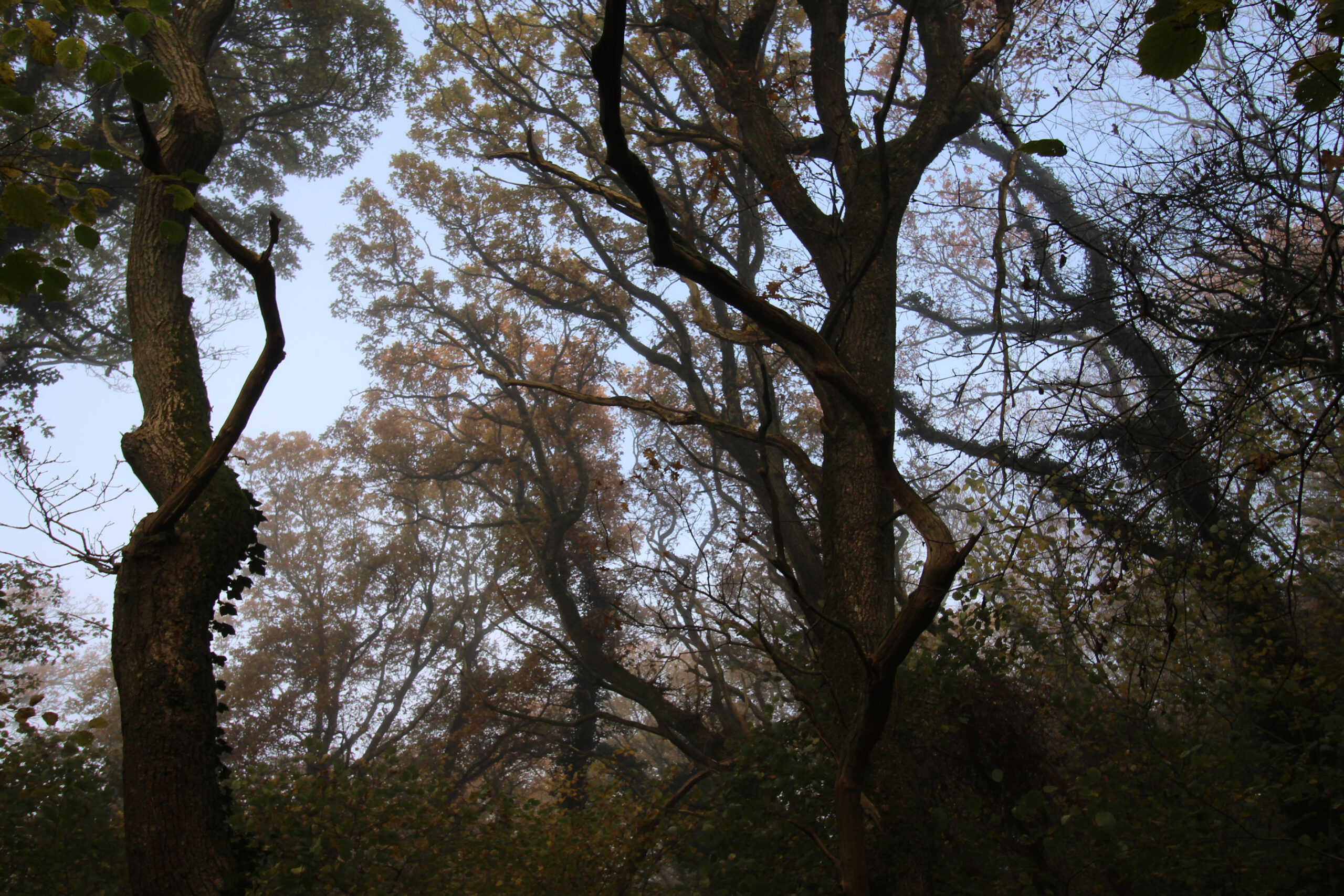 Det virker troldeskov-agtigt.