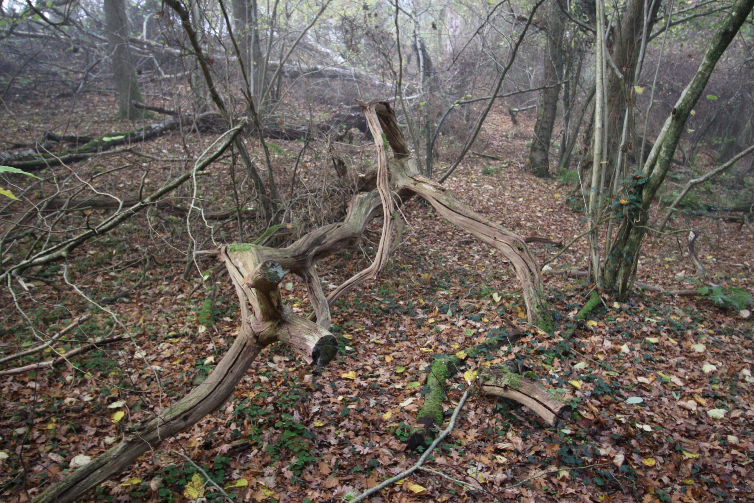 Faldne grene og træer får lov at ligge, hvis ikke de spærrer stien.