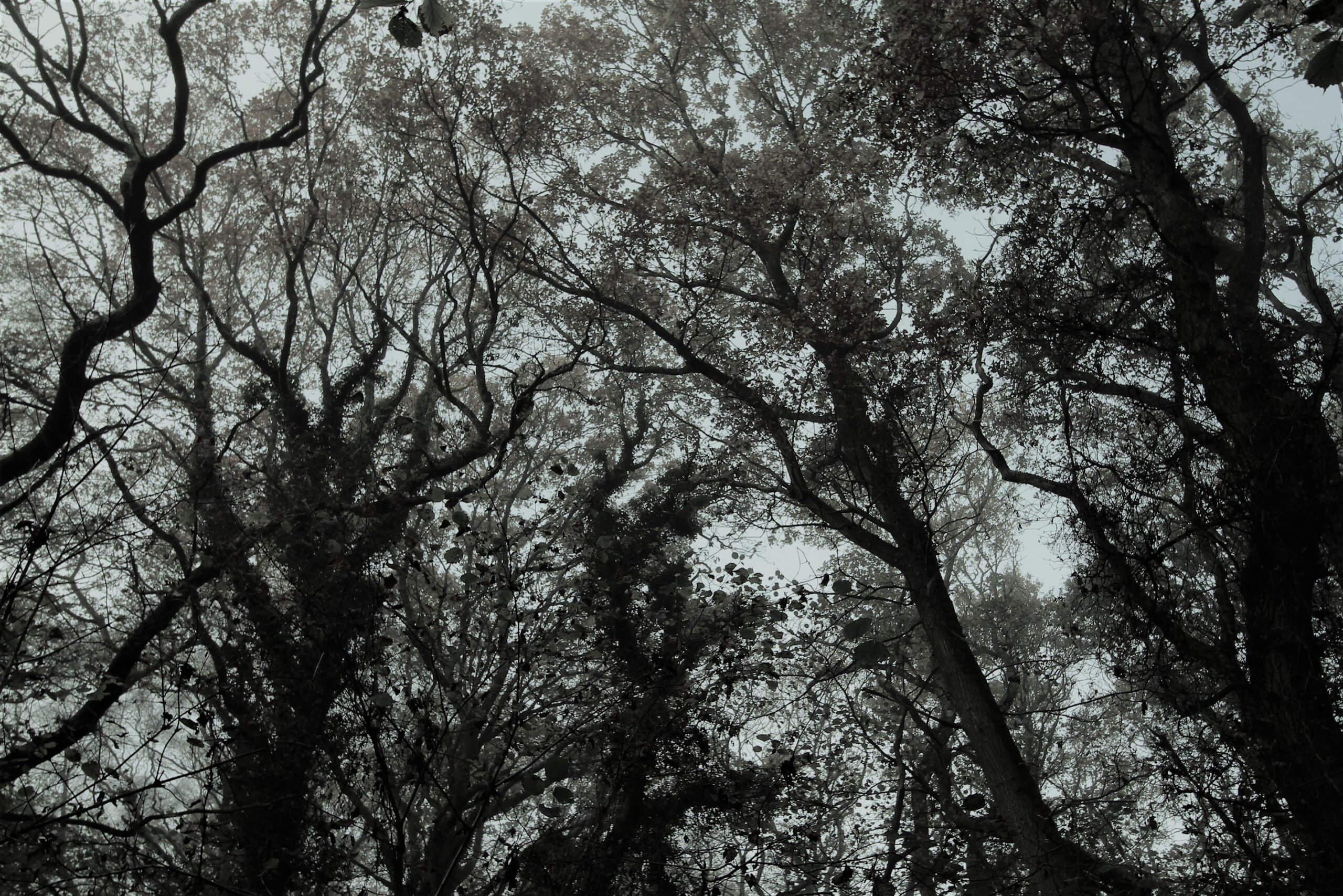 Endnu et kig op i trækronerne.