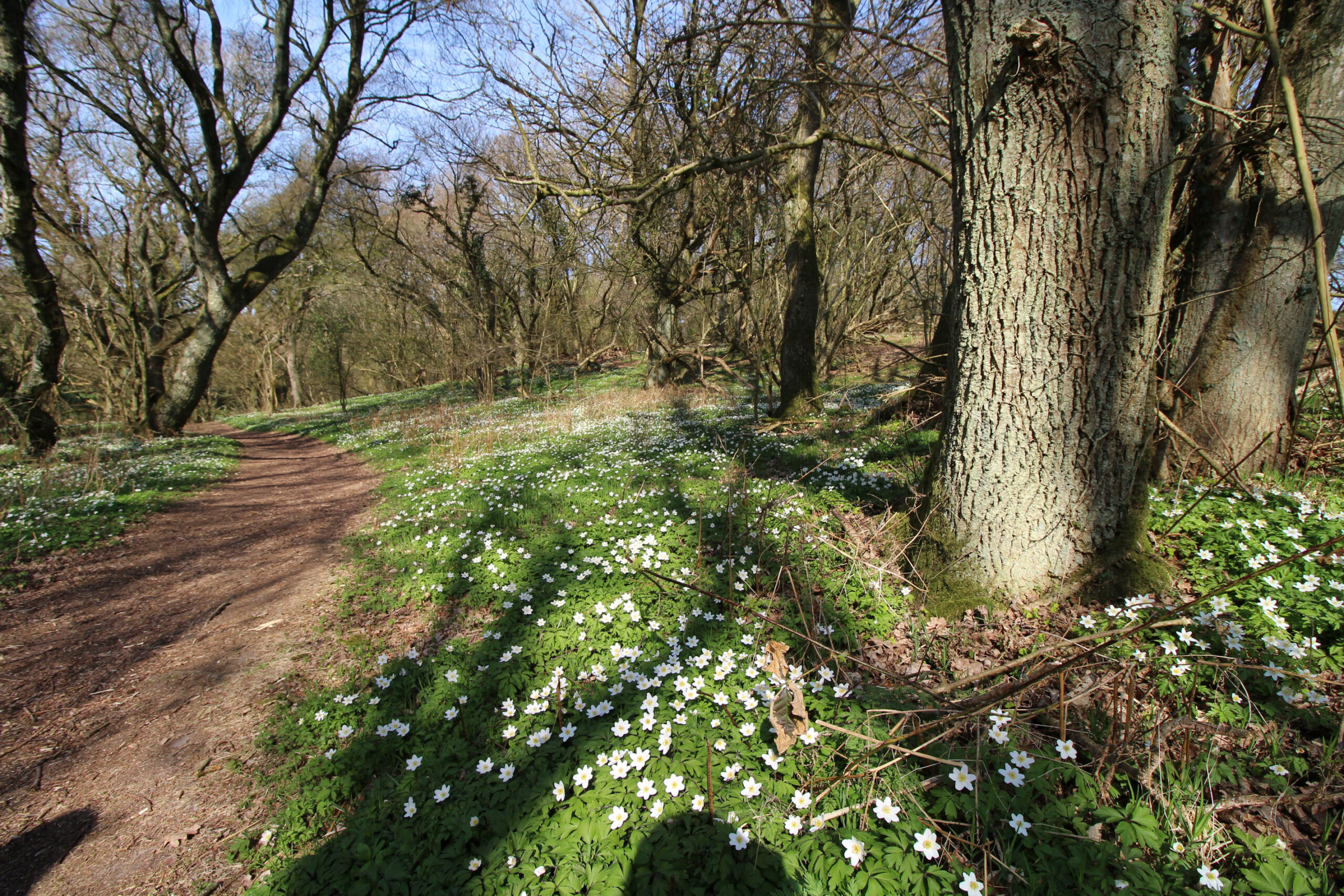 Om foråret er skovbunden helt dækket af anemoner.