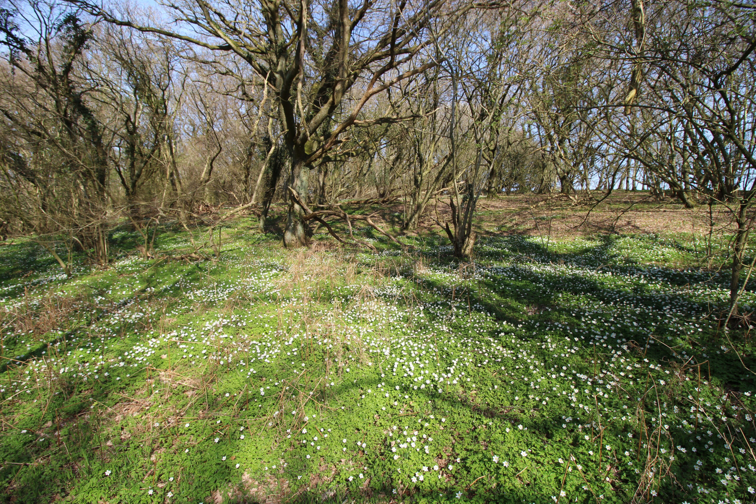 Hvis man har mulighed for det, bør man absolut gå en forårstur i Skovbakkerne.