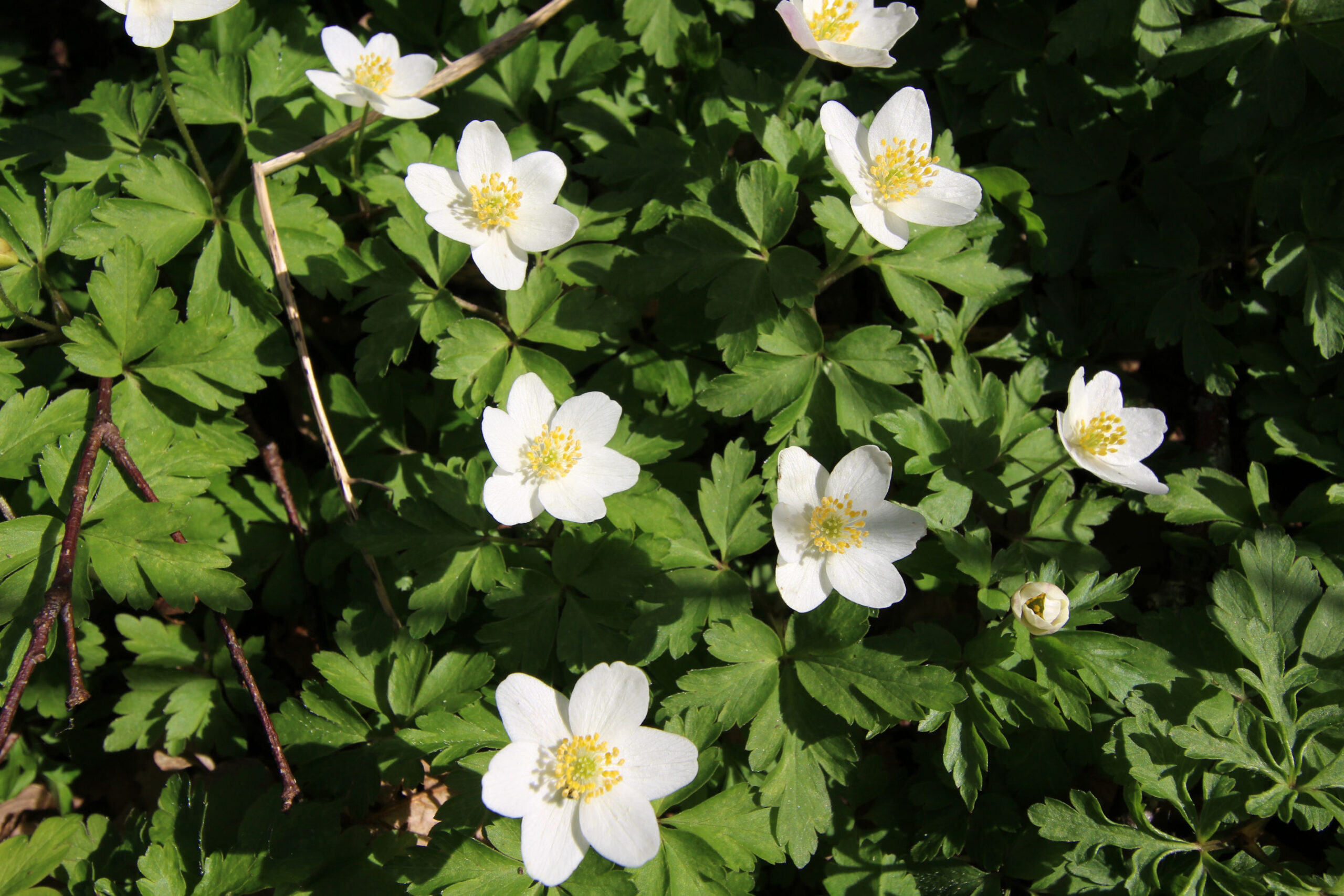 Synet af de mange anemoner er uforglemmeligt.