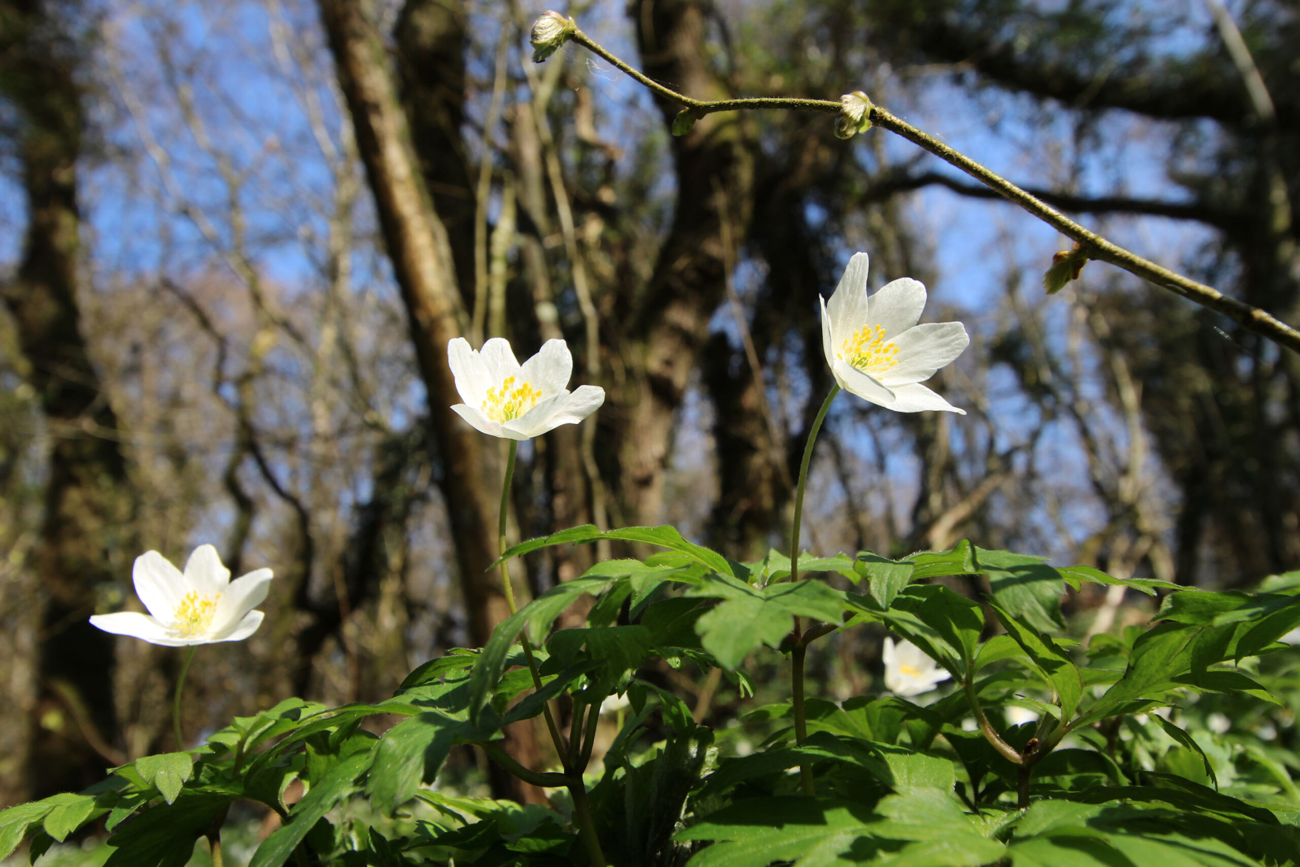 Fortsæt forbi Hessel, til der kommer en parkeringsplads.