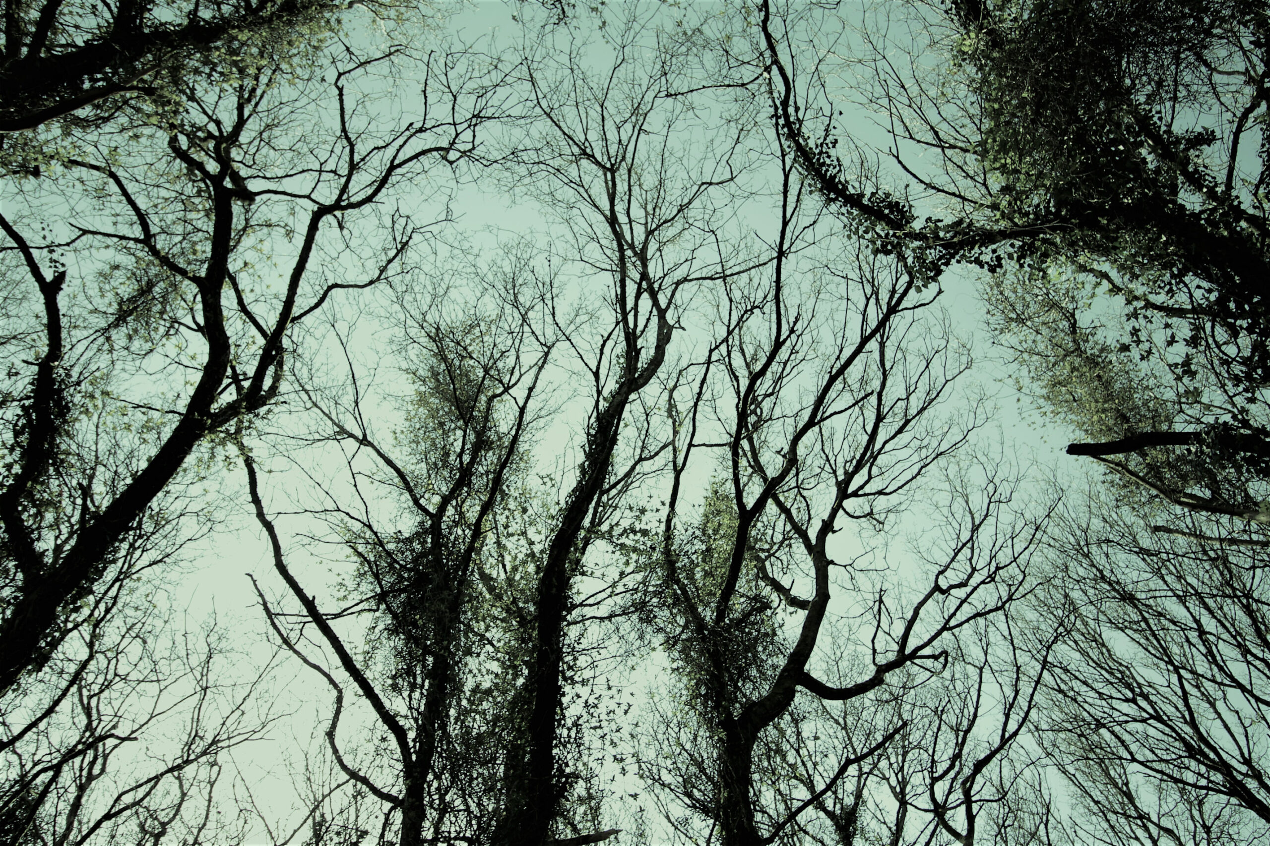 Parkér bilen, og gå et par hundrede meter ned ad grusvejen, og gå ind i skoven.