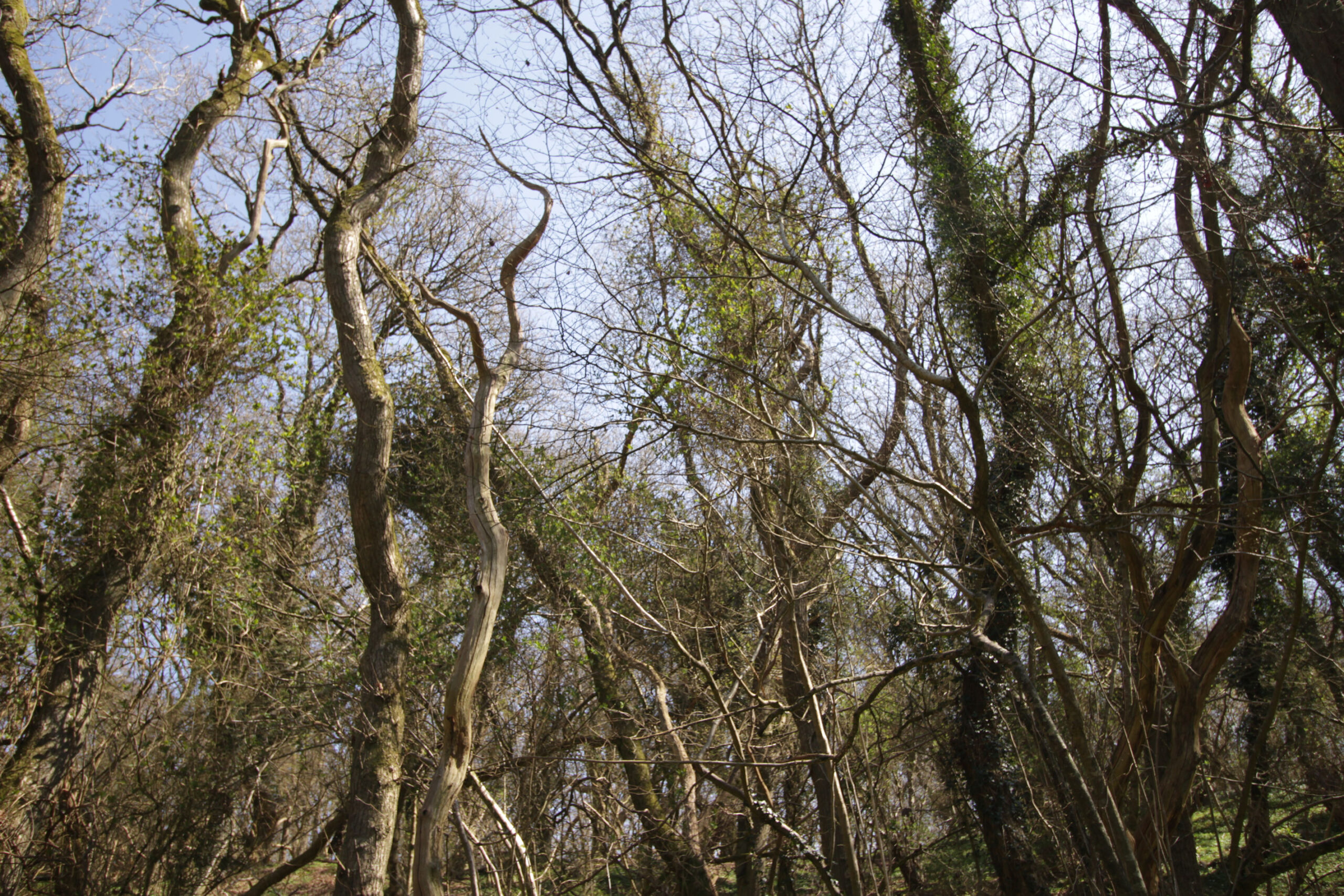 Disse billeder dækker kun et lille område af Skovbakkerne. Området er stort, og omfatter både ege- og hasselkrat, enebærkrat og overdrev.