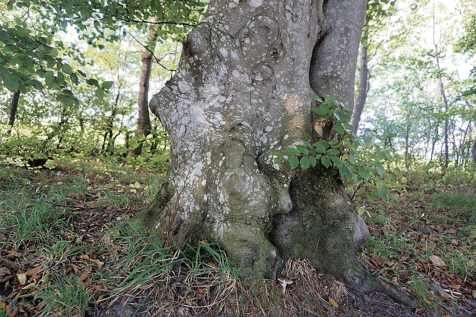 Allerede i 1897 startede man med at beplante noget af arealet omkring søen. Arealet vest for kirken var første etape. Det løb op i 35 kroner, og blev delvist finansieret af frivillige bidrag.