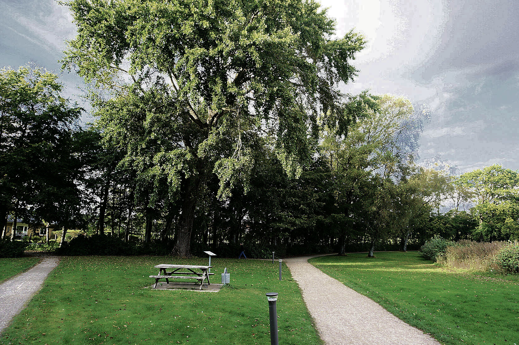 Bøg er den dominerende træart på arealet, men der er også store, gamle ask og eg, og så står der denne imponerende gråpoppel.