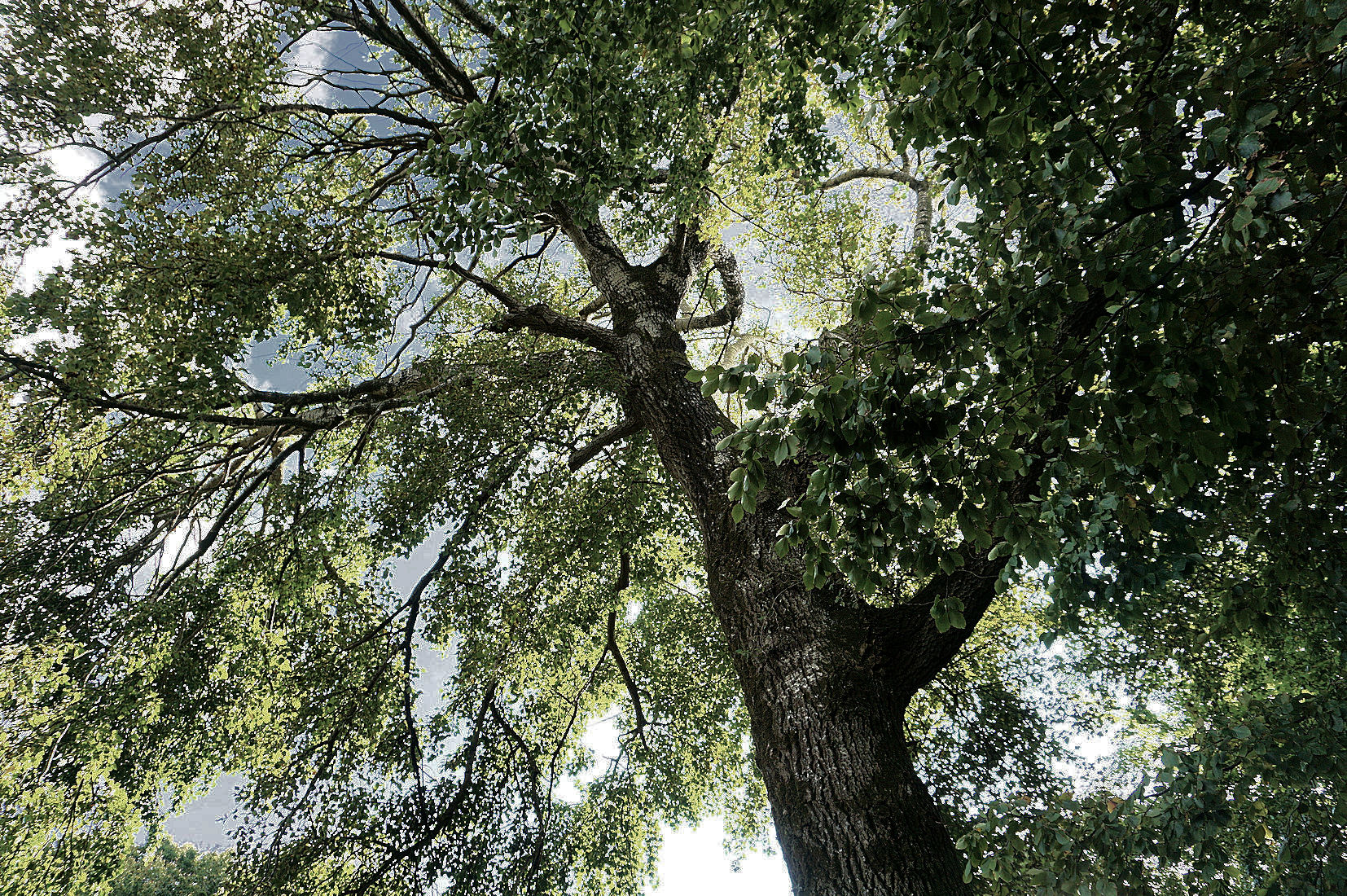 Man kan godt blive en lille smule svimmel, hvis man lægger nakken tilbage og kigger op i gråpoplens krone.